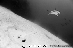 Stingray hidden in the sand and Caribbean Reef Shark swim... by Christian Vizl 